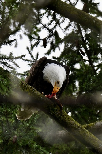 Bald Eagle