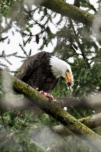 Bald Eagle
