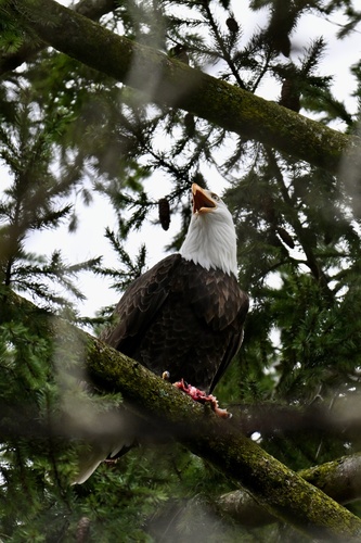 Bald Eagle