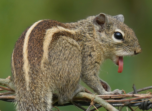 Three-striped Palm Squirrel, Dindigul, Tamil Nadu 624001, India, photo 5 of 10