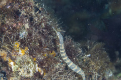 Corythoichthys flavofasciatus