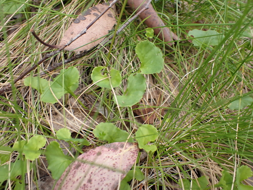 Image of Viola eminens by (c) Nina Kerr, some rights reserved (CC BY)
