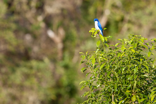 Madagascar Blue Vanga