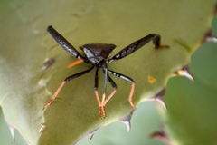 Acanthocephala thomasi