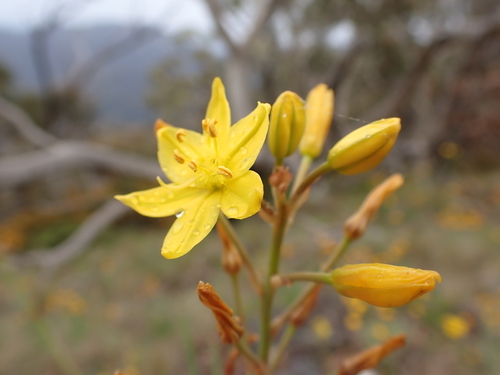 Image of Bulbine glauca by (c) Nina Kerr, some rights reserved (CC BY)