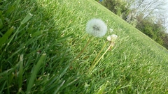 Taraxacum officinale