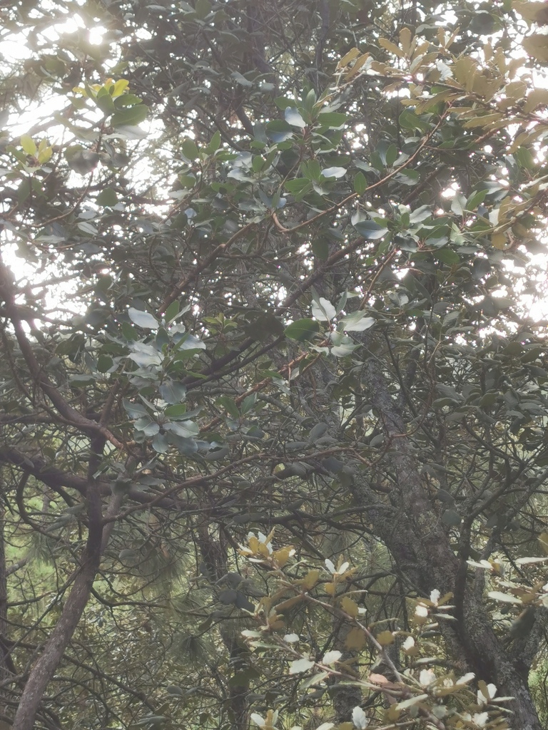 Arbutus madrensis (Arbutus madrensis)