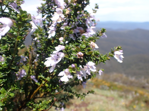 Image of Prostanthera cuneata by (c) Nina Kerr, some rights reserved (CC BY)