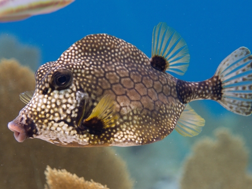 Smooth Trunkfish