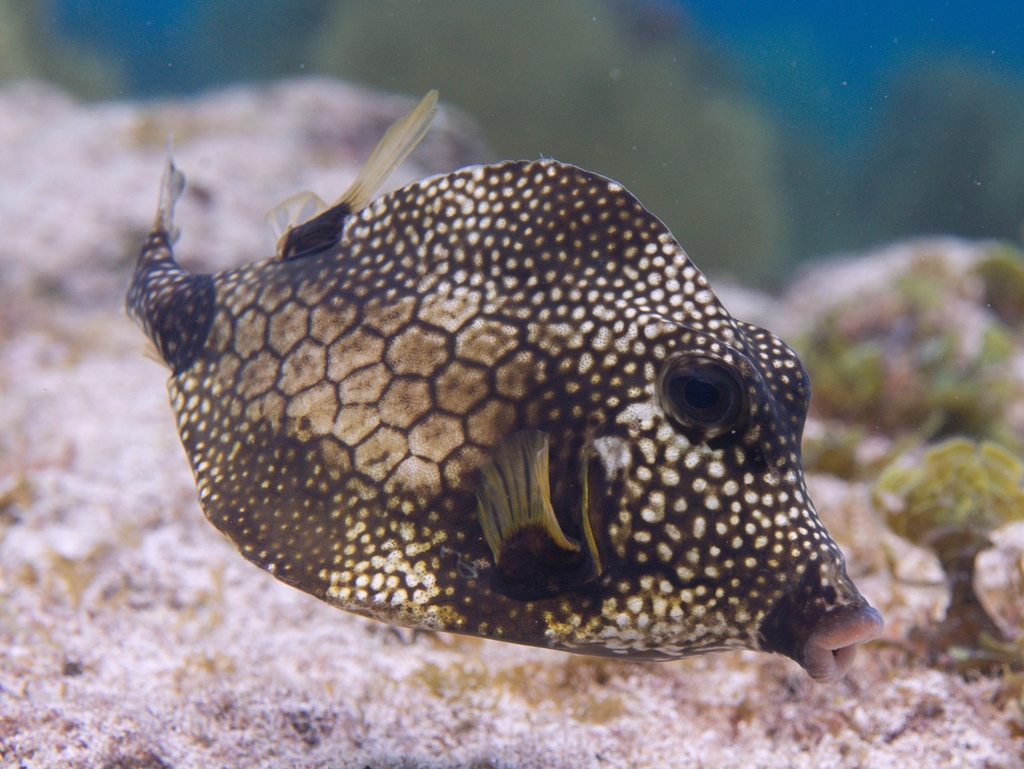 Smooth Trunkfish