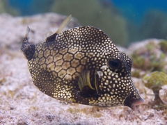 Smooth Trunkfish photo 1