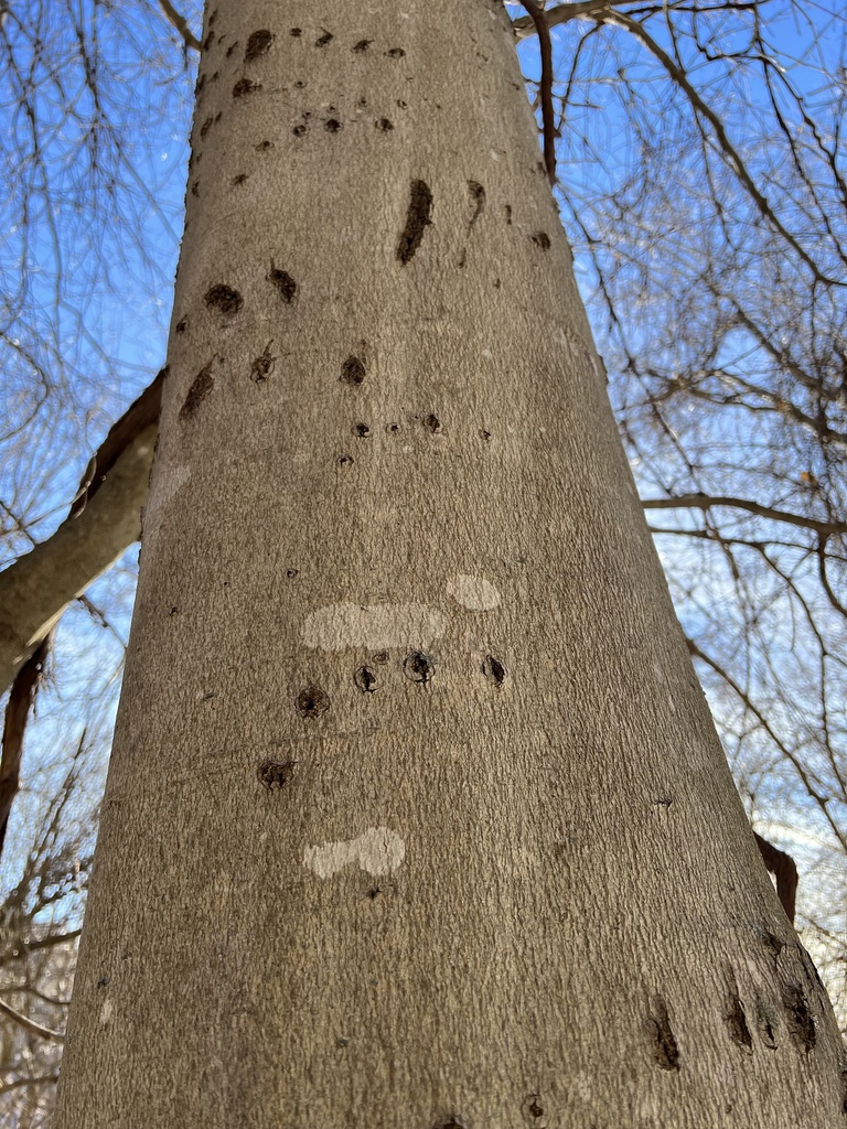 American Black Bear In January 2024 By Rbartgis Beech Tree Repeatedly   Large 