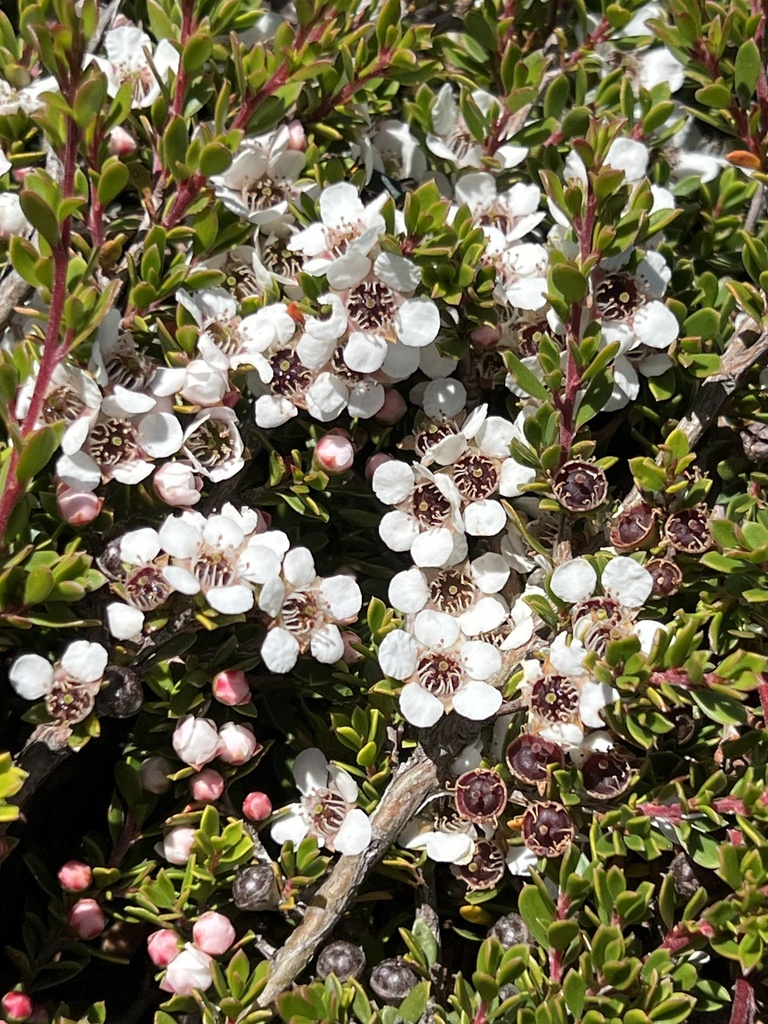 alpine tea-tree