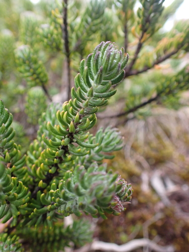 Image of Westringia senifolia by (c) Nina Kerr, some rights reserved (CC BY)