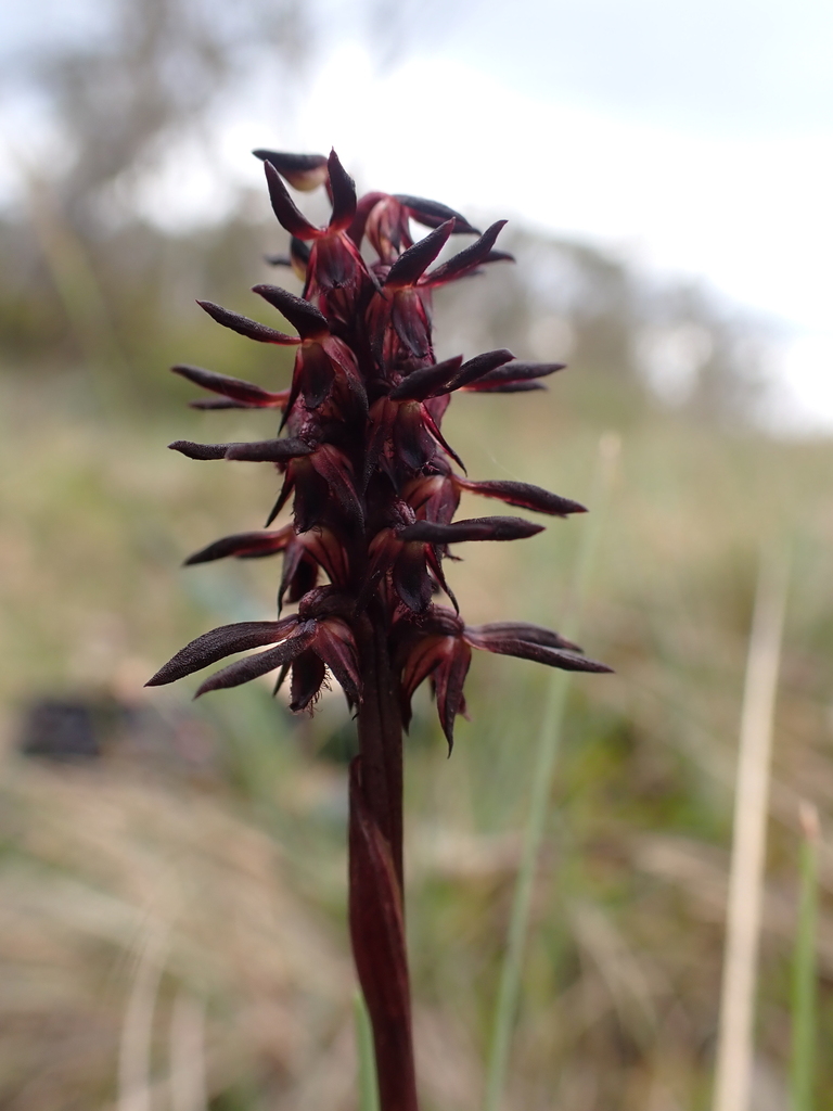 Genoplesium arrectum