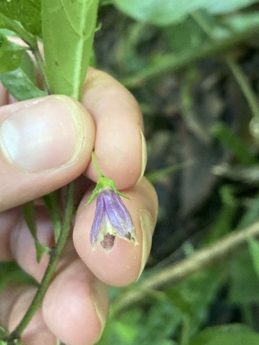 lanceolate-leaved pepper (Capsicum lanceolatum)