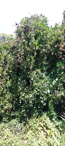 Foto de Sino-de-jardim