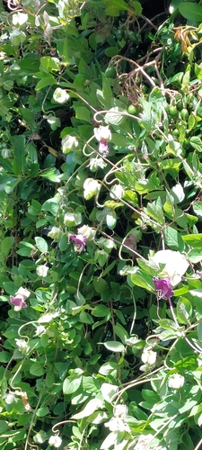 Foto de Sino-de-jardim