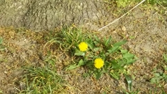 Taraxacum officinale