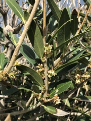 Phillyrea latifolia media