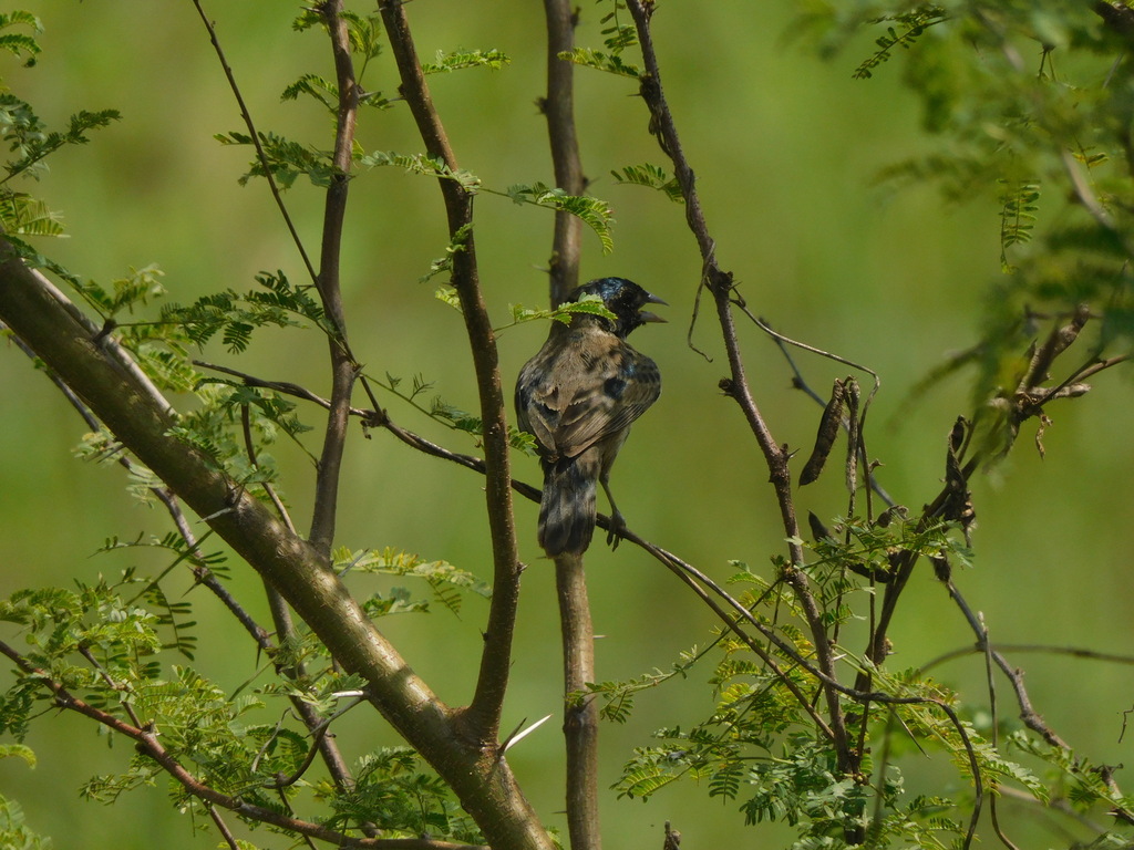 Blue Black Grassquit From Pajan Ecuador On January 8 2024 At 01 37 PM   Large 