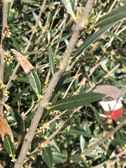 Phillyrea latifolia media