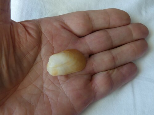 Barbatia lacerata observed 2023-08-06