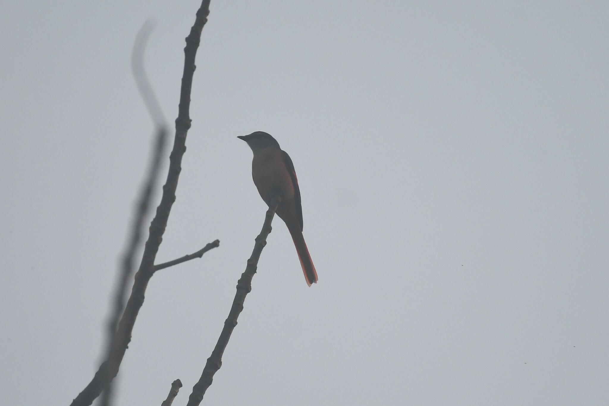 Rosy Minivet illustration