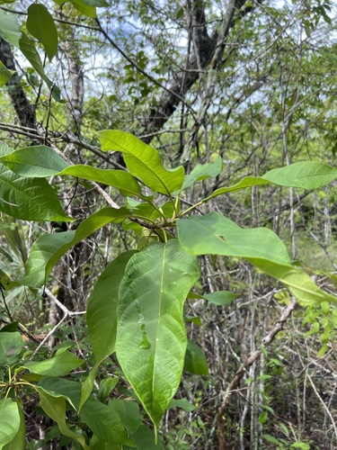 Cordia sebestena