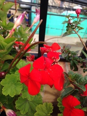 Pelargonium