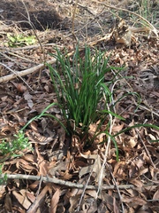 Ornithogalum nutans