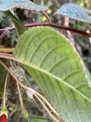 Moussonia elegans, photograph author not stated, no rights reserved