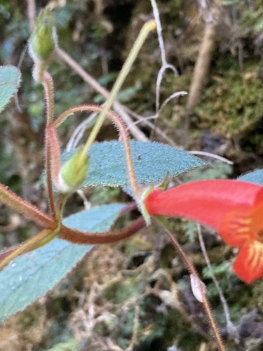 Moussonia elegans, photograph 6