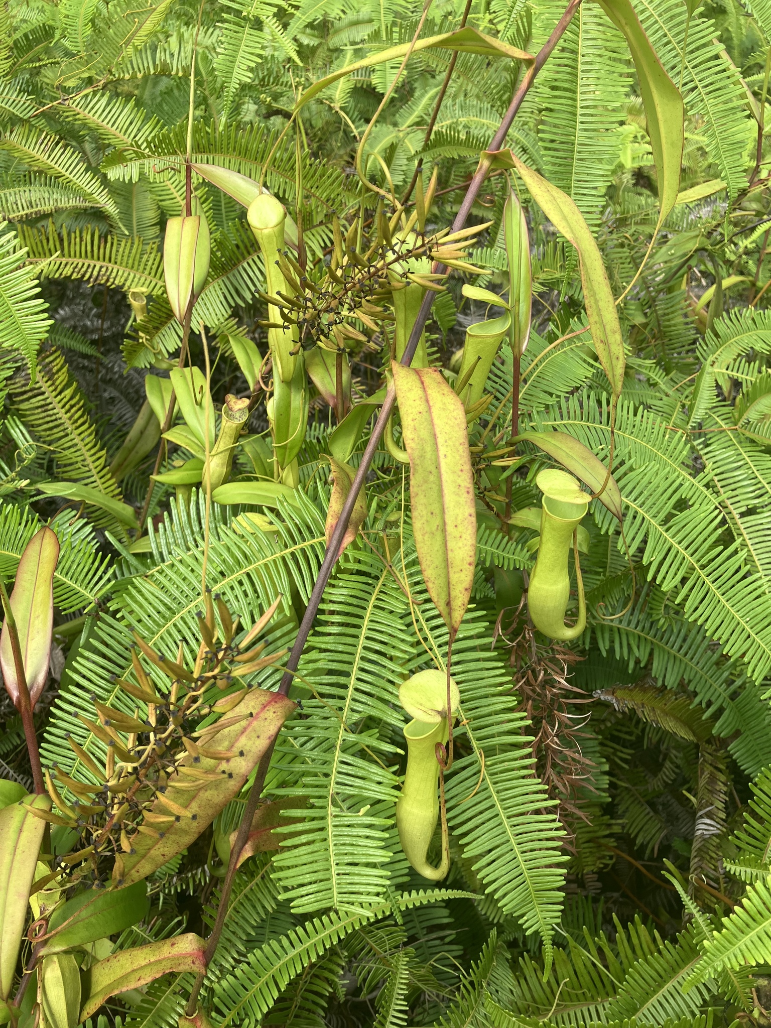 Imagem de Jarro ou planta-jarro