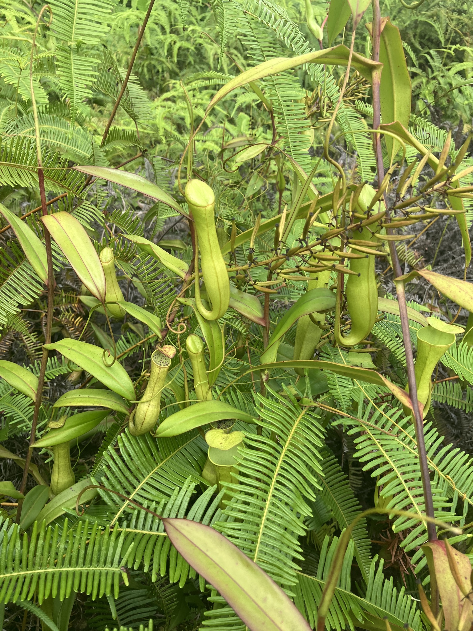 Imagem de Jarro ou planta-jarro