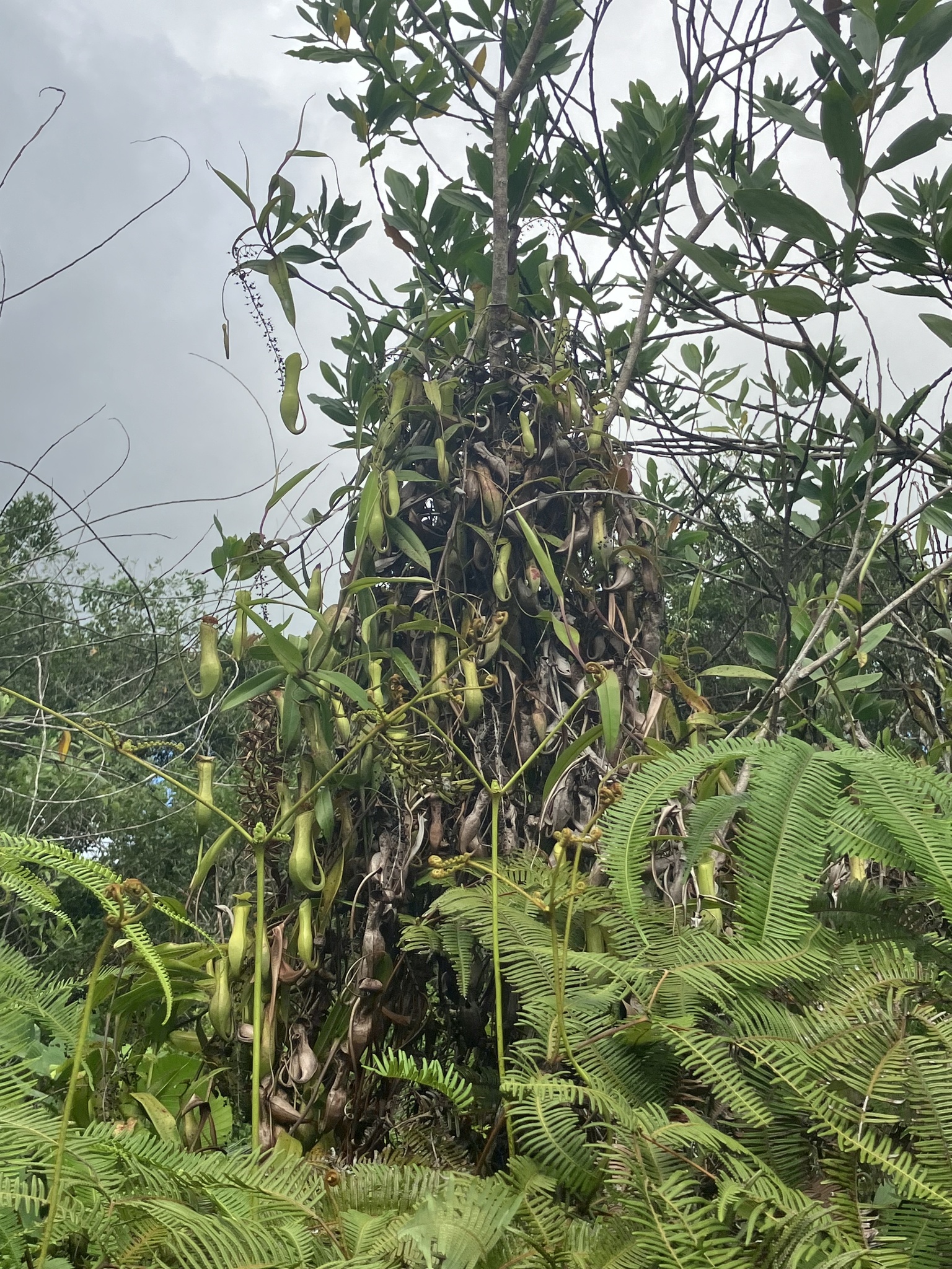 Imagem de Jarro ou planta-jarro