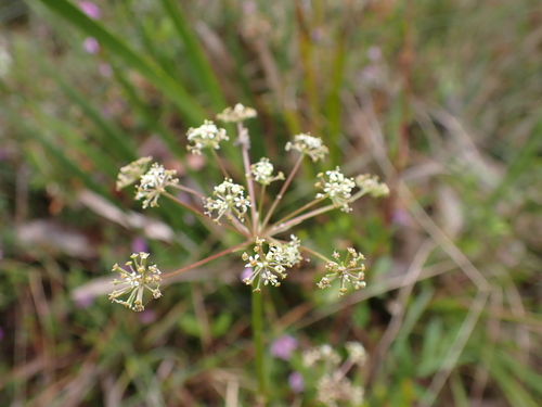 Image of Aciphylla simplicifolia by (c) Nina Kerr, some rights reserved (CC BY)