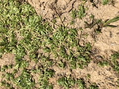 Callitriche marginata