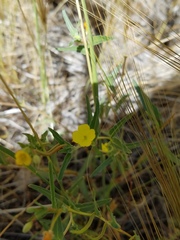 Camissoniopsis pallida