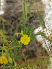 Camissoniopsis pallida