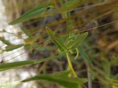 Camissoniopsis pallida
