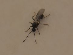Myrmicaria nigra