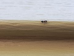 Crematogaster ashmeadi