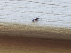 Crematogaster ashmeadi