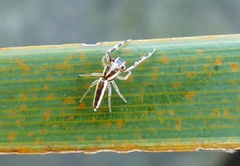 Hentzia grenada