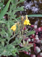 Linaria saxatilis