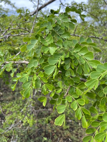 Haematoxylum campechianum