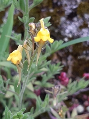 Linaria saxatilis