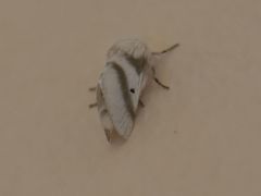 Bombycomorpha bifascia