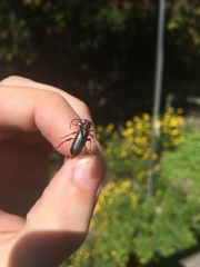 Phymatodes testaceus